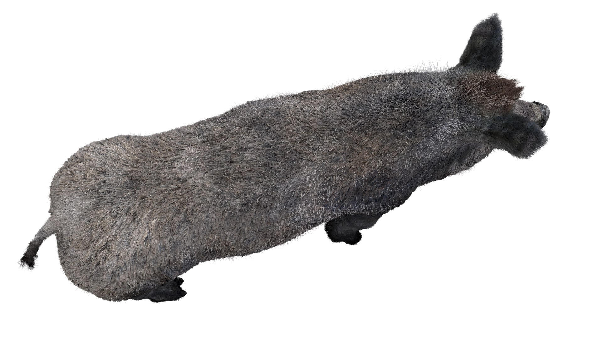 3D pig animal boar https://p.turbosquid.com/ts-thumb/0L/TpSbvo/v6UMob1G/10/jpg/1578881359/1920x1080/fit_q87/59d6524506c2d3d976c9844e961c9da2a3e519b8/10.jpg