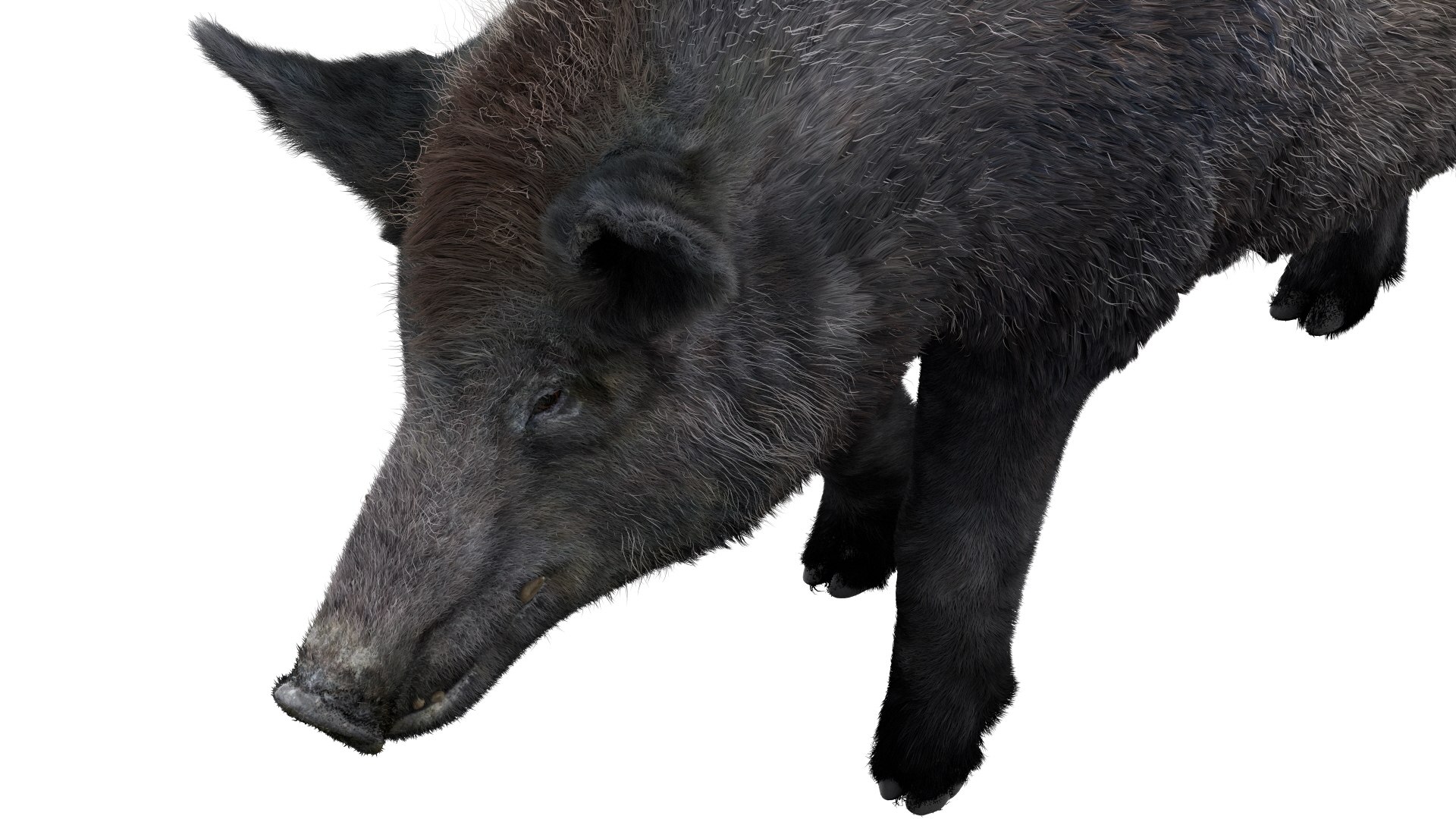 3D pig animal boar https://p.turbosquid.com/ts-thumb/0L/TpSbvo/w0PXy03T/16/jpg/1578881359/1920x1080/fit_q87/c3ac242644579eb1e2ecf4bc15e91105a9df0a26/16.jpg