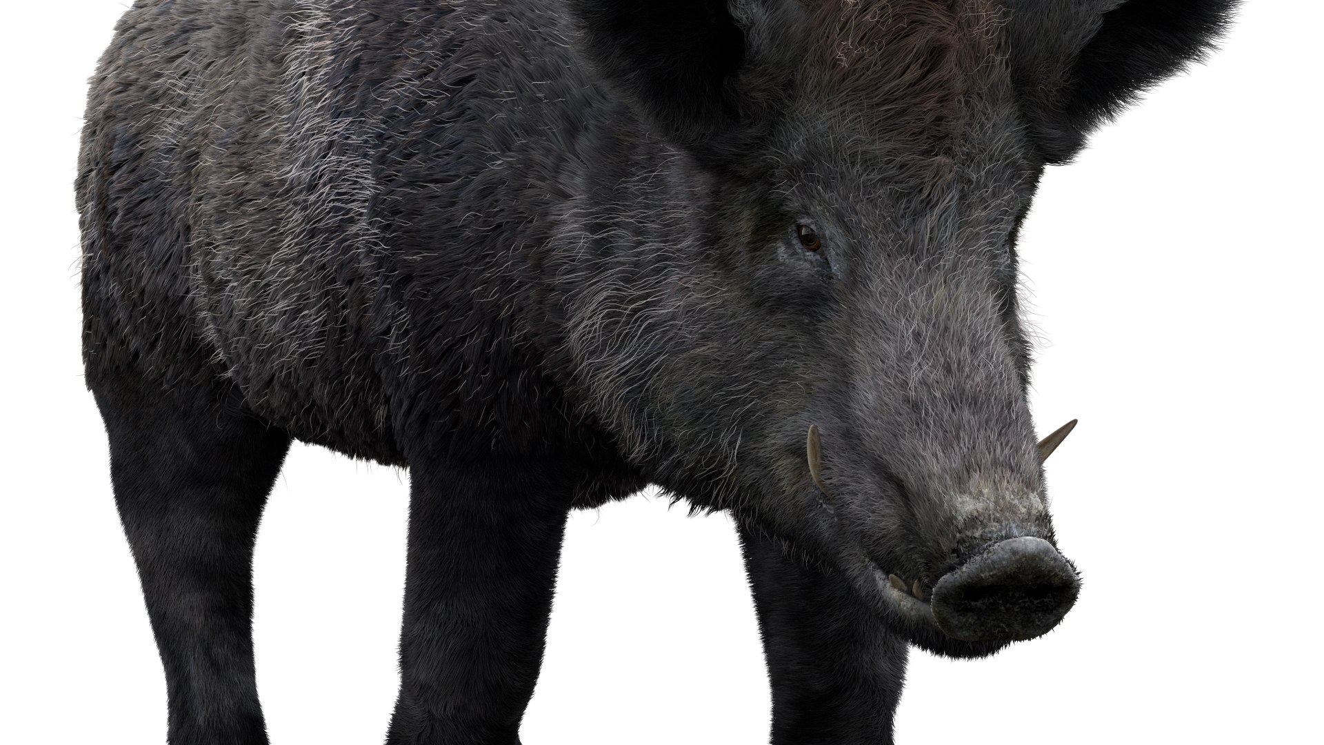 3D pig animal boar https://p.turbosquid.com/ts-thumb/0L/TpSbvo/wlkAK8Gj/05/jpg/1578881359/1920x1080/fit_q87/e50999d12d1f70e3d5530380222854663ce22b0d/05.jpg
