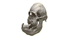 Calf Skull with Cyclopia
