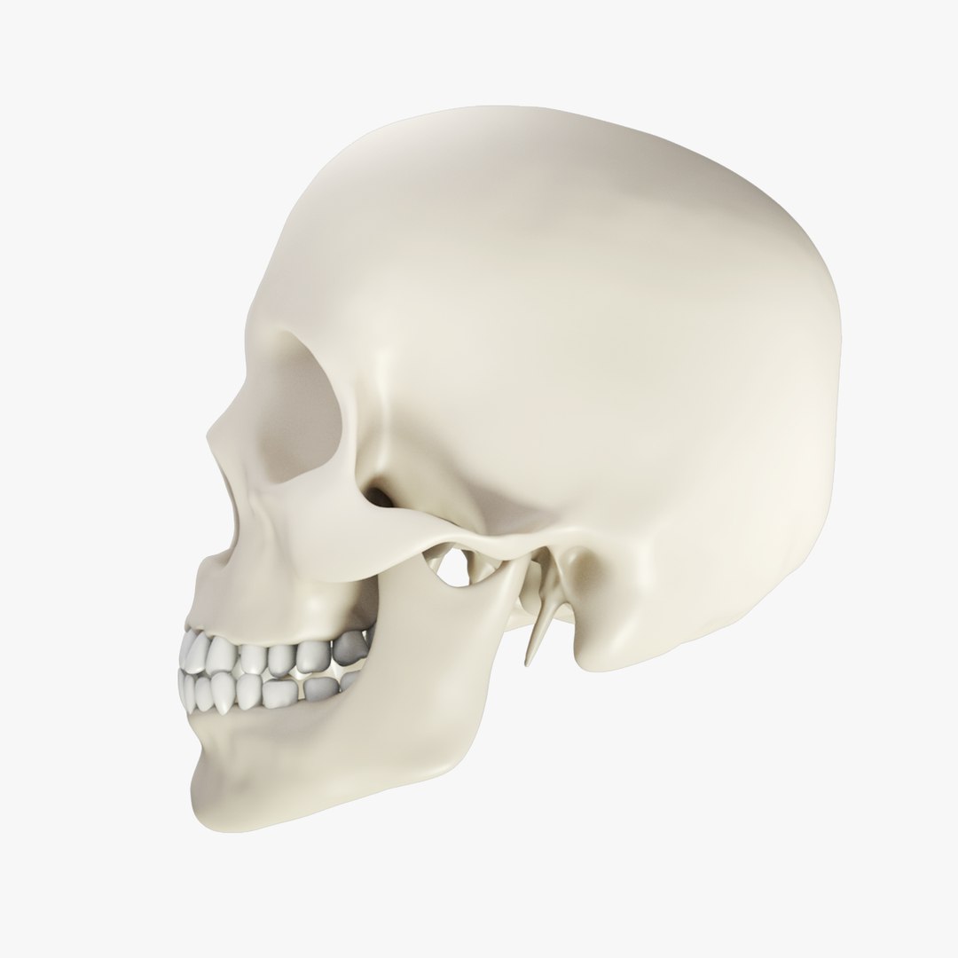 skull 3d obj https://p.turbosquid.com/ts-thumb/0L/aQN8Ob/9txHXUTq/sk_03/jpg/1443033739/1920x1080/fit_q87/313a3e871ff842eba3c15dd7ba3800ecae9ace57/sk_03.jpg