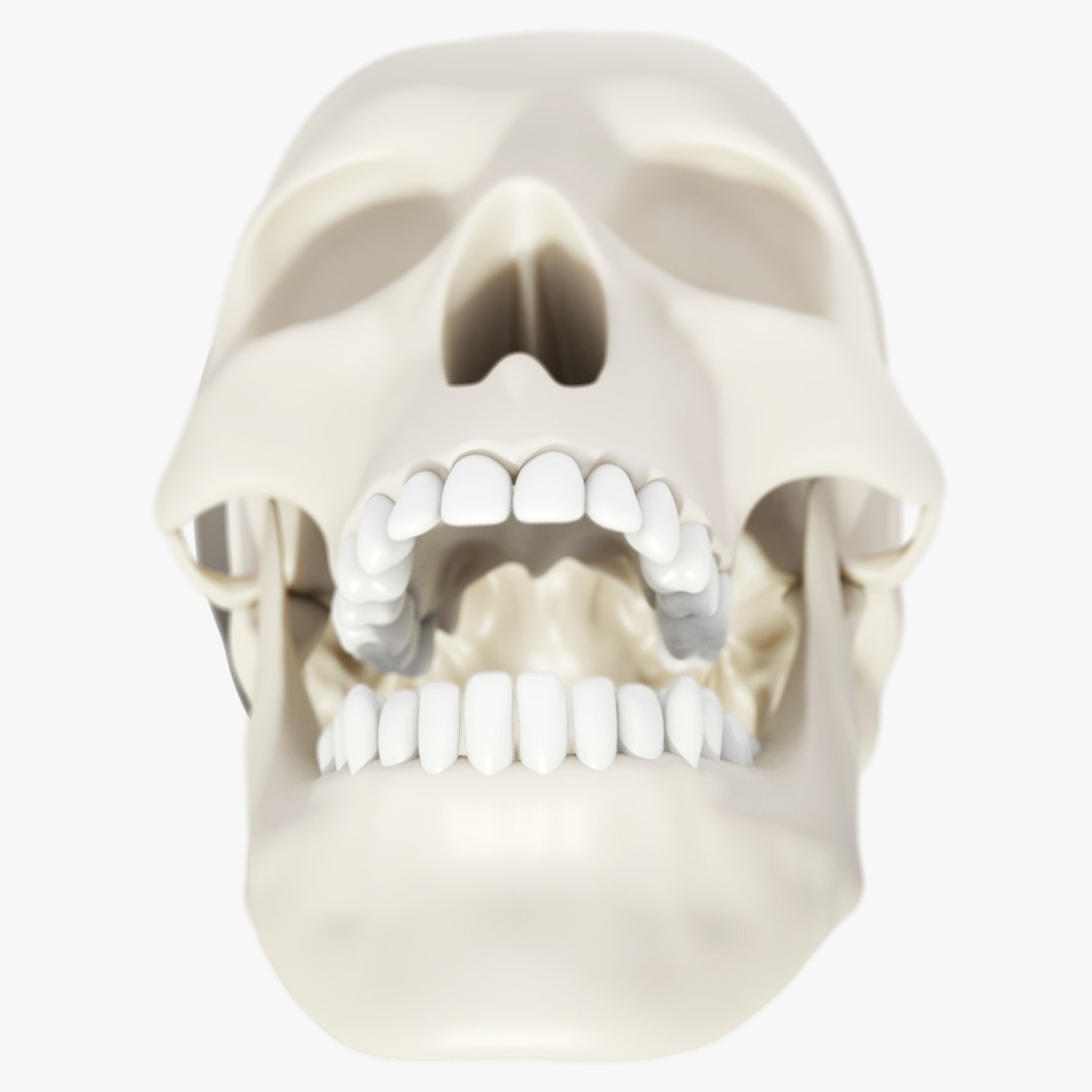 skull 3d obj https://p.turbosquid.com/ts-thumb/0L/aQN8Ob/j4LZosuB/sk_04/jpg/1443088829/1920x1080/fit_q87/e5d36ffced822239e56ee2d24744bfbdbedc9af9/sk_04.jpg