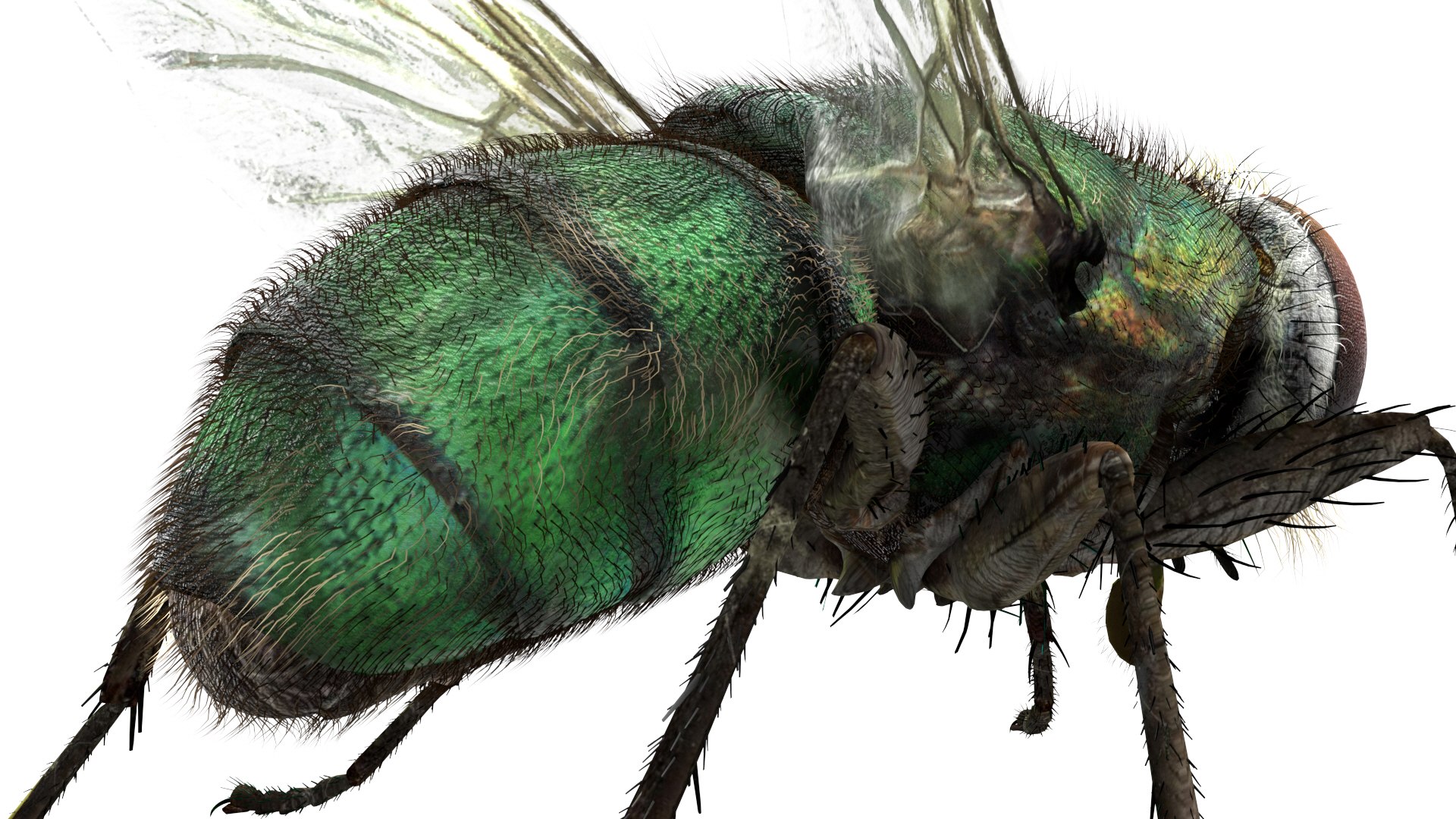 3D fly bug - TurboSquid 1539321