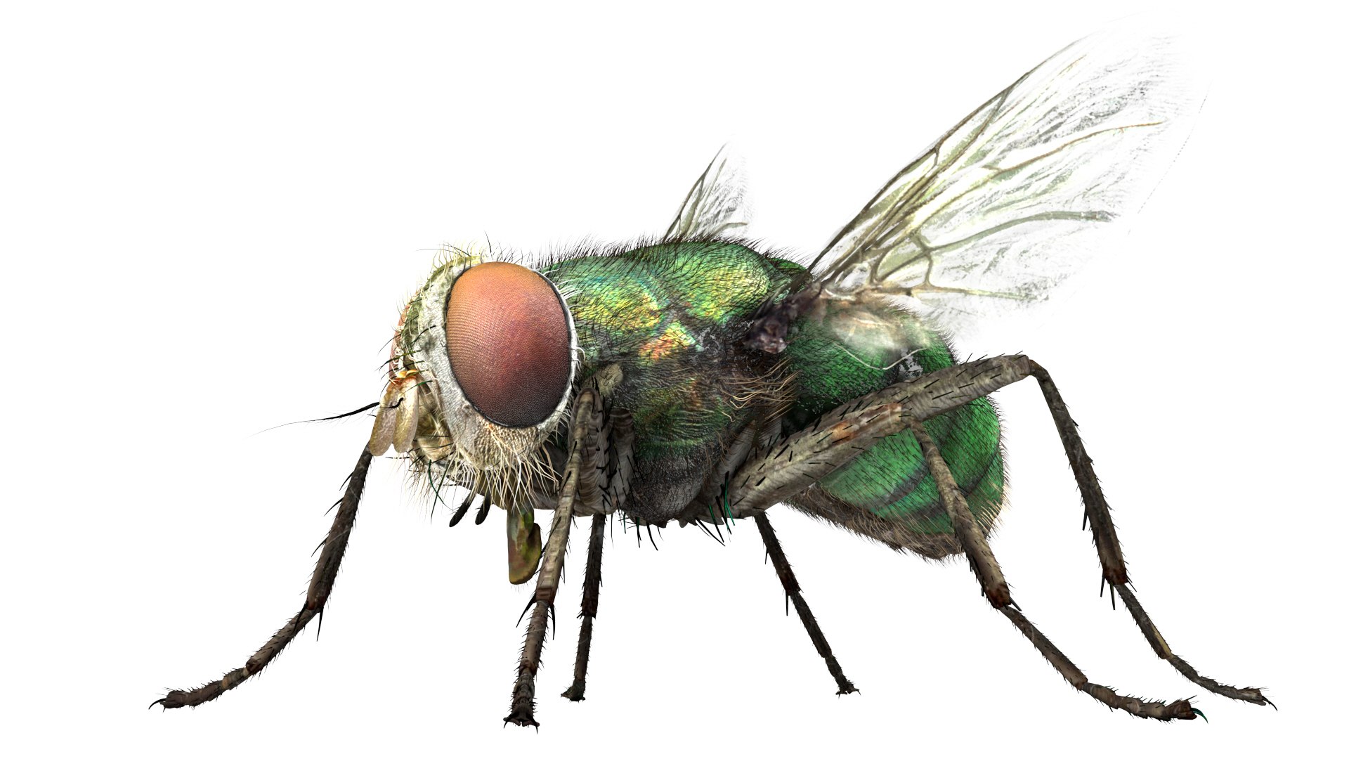 3D fly bug - TurboSquid 1539321