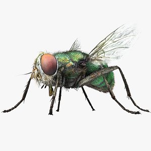 3D fly bug