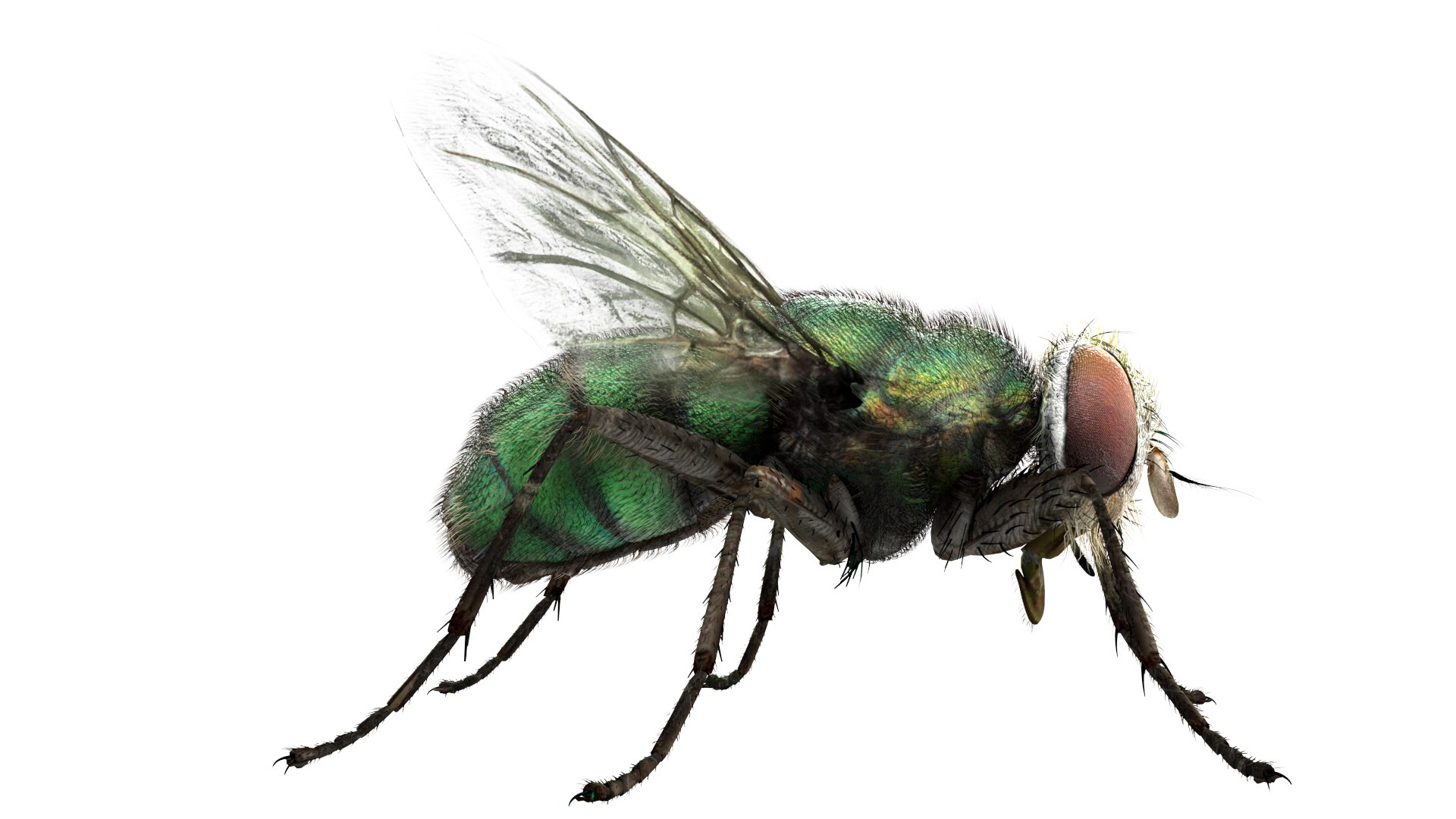 3D fly bug - TurboSquid 1539321