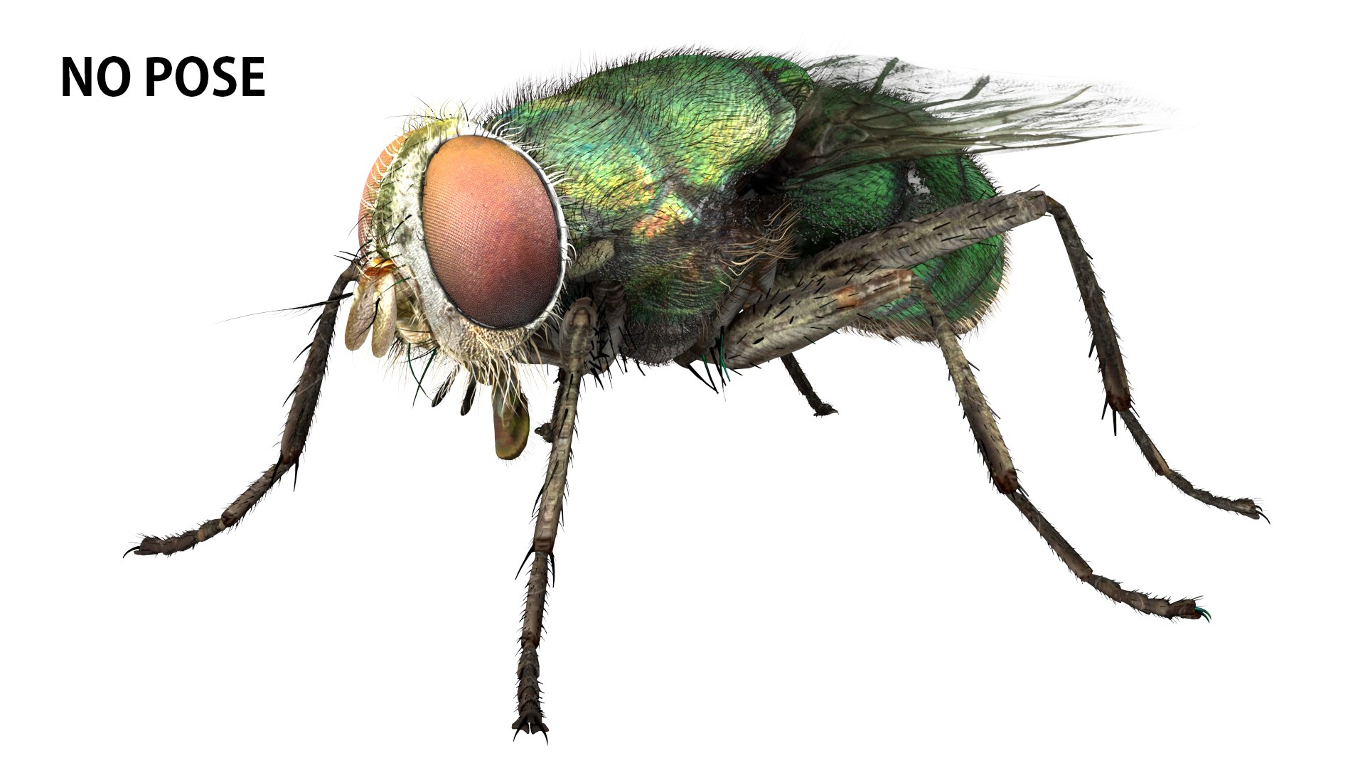 3D fly bug - TurboSquid 1539321