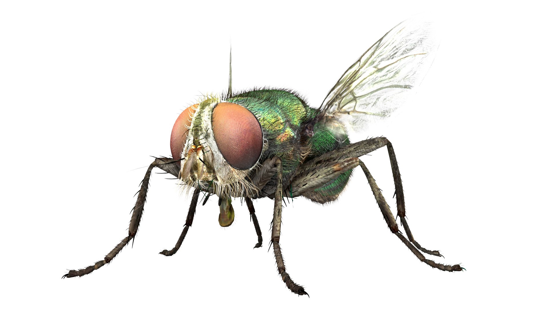 3D fly bug - TurboSquid 1539321