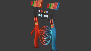 rculatory System Human Anatomy Cross section Lowpoly AR VR mobile