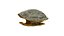Turtle shell 3D model