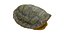 Turtle shell 3D model