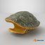 Turtle shell 3D model
