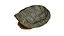 Turtle shell 3D model