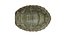 Turtle shell 3D model