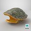 Turtle shell 3D model