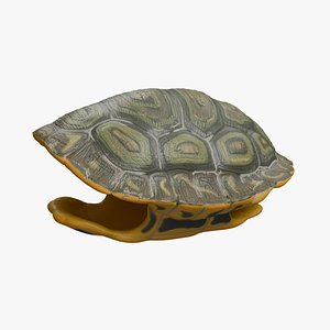 Turtle shell 3D model