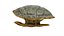 Turtle shell 3D model