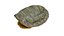 Turtle shell 3D model