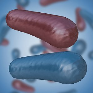 3D model bacteria