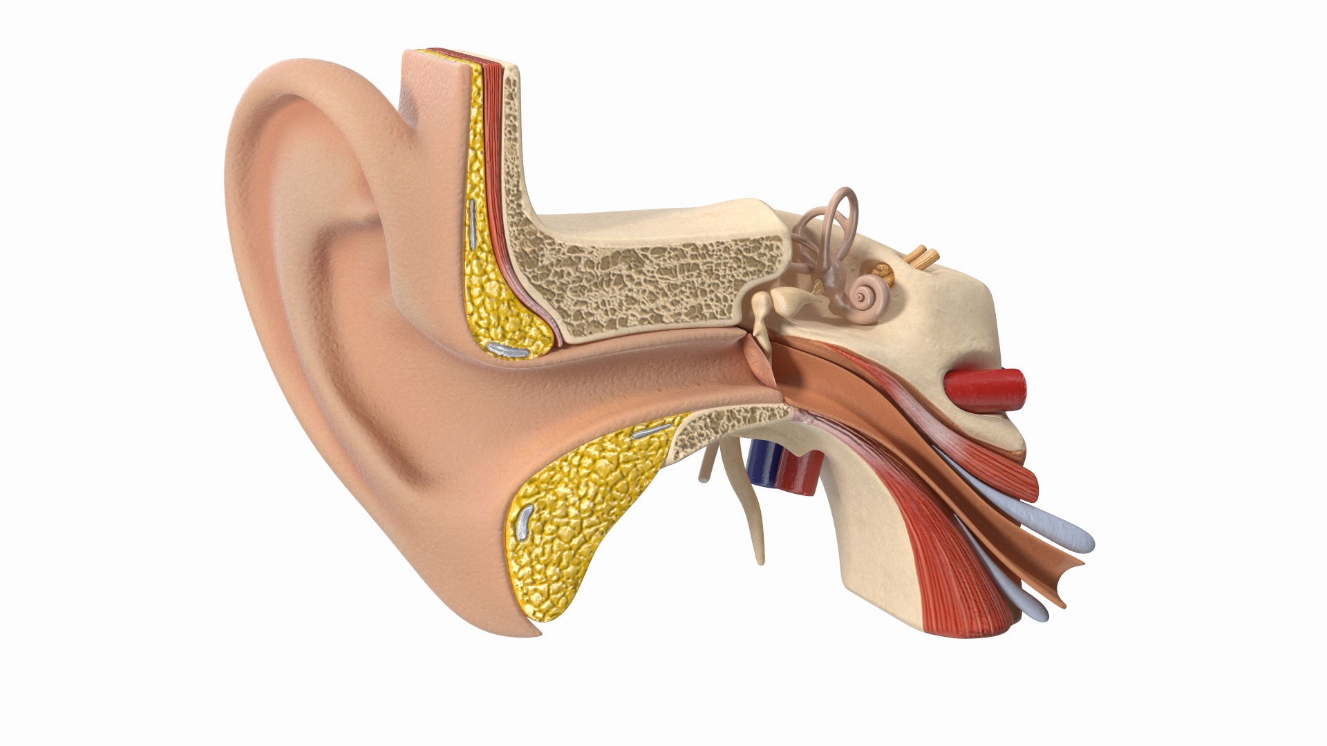 Human Ear Organ Hearing Health Care Closeup Sticker