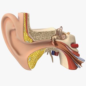 3D model human ear anatomy structure