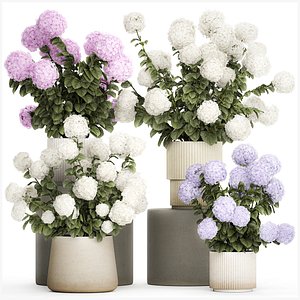 3D Potted plants bushes blooming hydrangea flowers 1484
