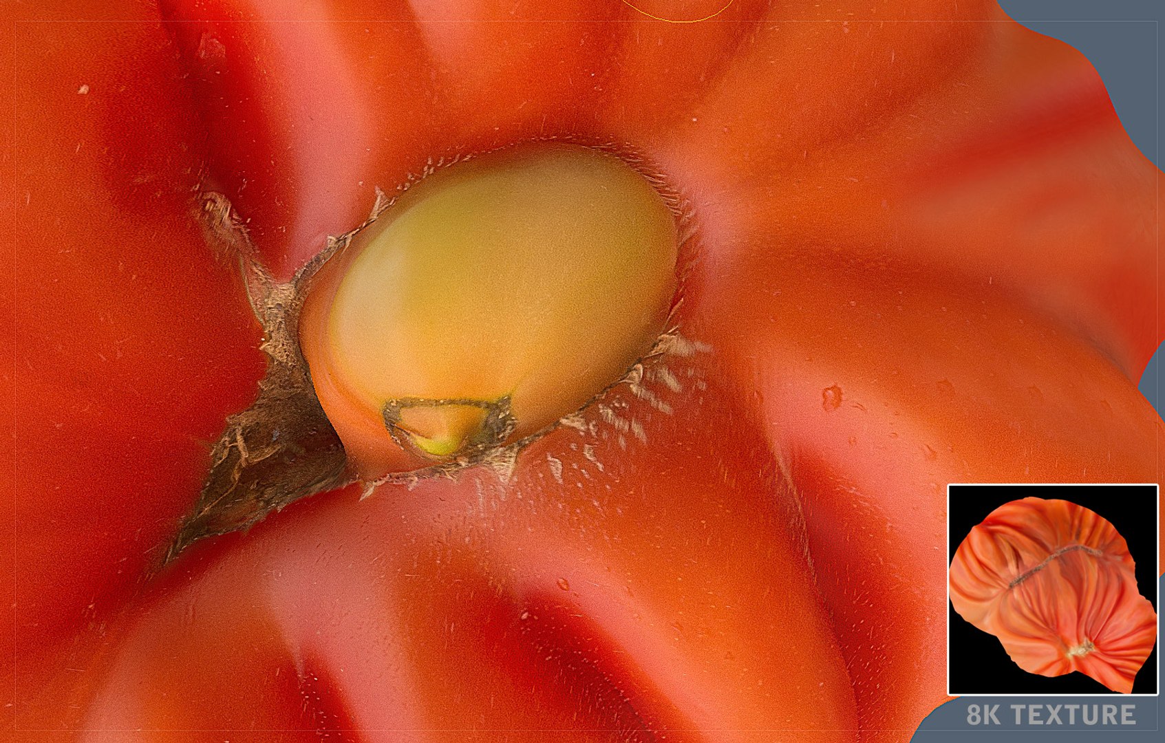 3d tomato scanned 8k packing model https://p.turbosquid.com/ts-thumb/0M/8So4bd/gz38zDVD/8k/jpg/1431272360/1920x1080/fit_q87/8b17f5139961ba650d920021cdd36cad7a465a1b/8k.jpg