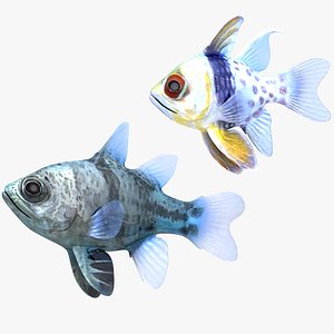 Orbiculate and Spotted Cardinalfish 3D model