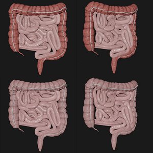 Intestine Collection