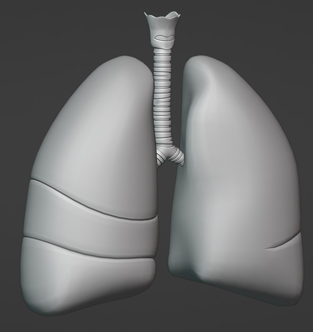 Lungs 3D model https://p.turbosquid.com/ts-thumb/0M/ZbzXWl/6m/8/png/1759670299/1920x1080/fit_q87/be98b08446c0ba4d3d63abf6f318ae3b2c452d77/8.jpg