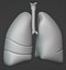 Lungs