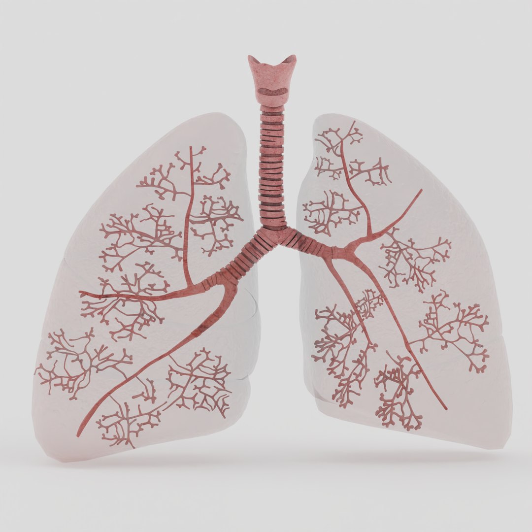 Lungs 3D model https://p.turbosquid.com/ts-thumb/0M/ZbzXWl/Bl/10/png/1759670306/1920x1080/fit_q87/a8bdb725887621a9a960289bbf37d46a1913882c/10.jpg