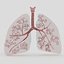 Lungs