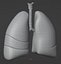 Lungs