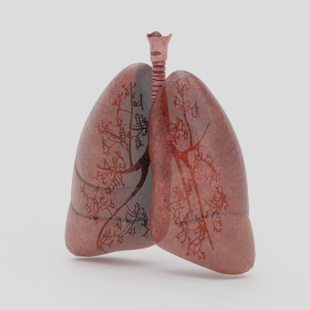 Lungs 3D model https://p.turbosquid.com/ts-thumb/0M/ZbzXWl/IA/5/png/1759670297/1920x1080/fit_q87/f9738356db1d04fd8627cea9568fbb89f7054eef/5.jpg