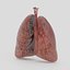 Lungs