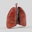 Lungs
