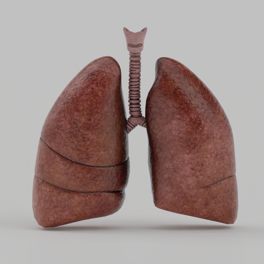 Lungs 3D model https://p.turbosquid.com/ts-thumb/0M/ZbzXWl/Yn/lungs/png/1759671771/1920x1080/turn_fit_q99/668bf2925de6c0120cdf9198cfe0f65057087d1f/lungs-1.jpg