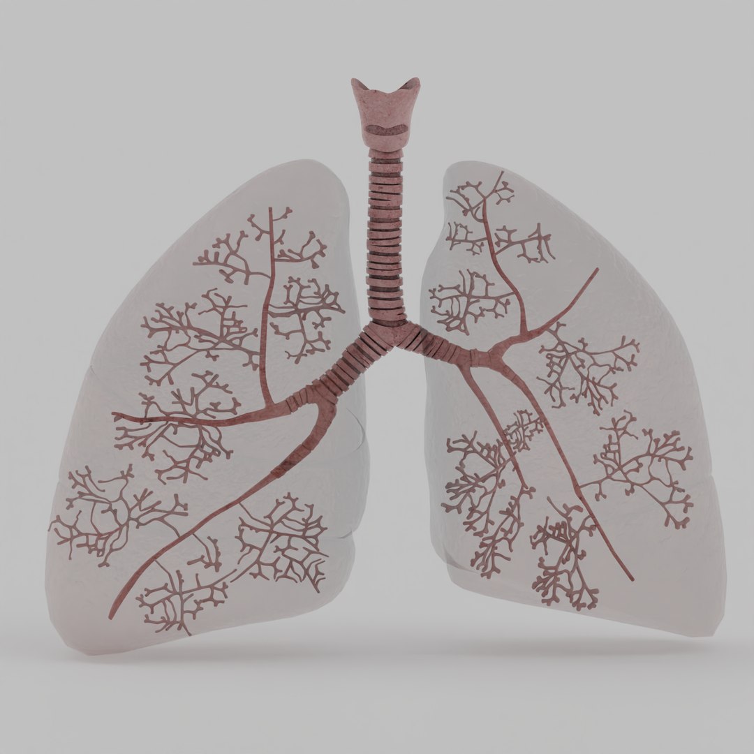 Lungs 3D model https://p.turbosquid.com/ts-thumb/0M/ZbzXWl/Zk/0008/png/1759670305/1920x1080/fit_q87/467a225ab62959fa290825de9e4a4dd94eae0d46/0008.jpg