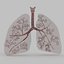 Lungs