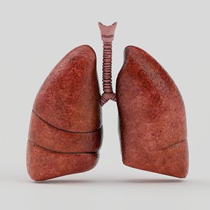 Lungs 3D model