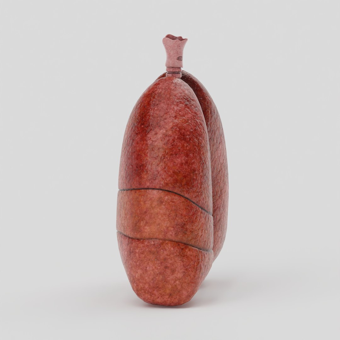 Lungs 3D model https://p.turbosquid.com/ts-thumb/0M/ZbzXWl/t2/4/png/1759670297/1920x1080/fit_q87/9a5732f73da6bdafefdf55b3e45ba557b2a4cf52/4.jpg