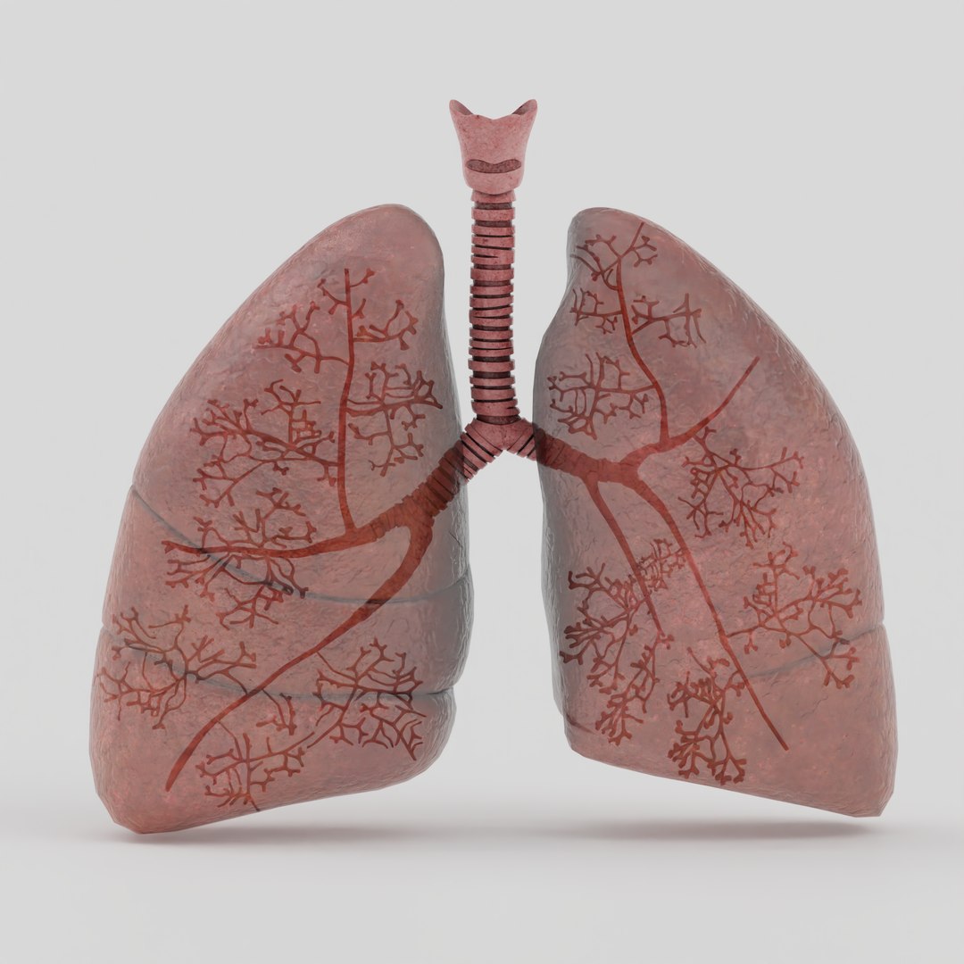 Lungs 3D model https://p.turbosquid.com/ts-thumb/0M/ZbzXWl/vS/2/png/1759670294/1920x1080/fit_q87/6ea09c4d564d8fb5891881ca752f7c1e8091b89e/2.jpg