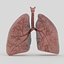 Lungs