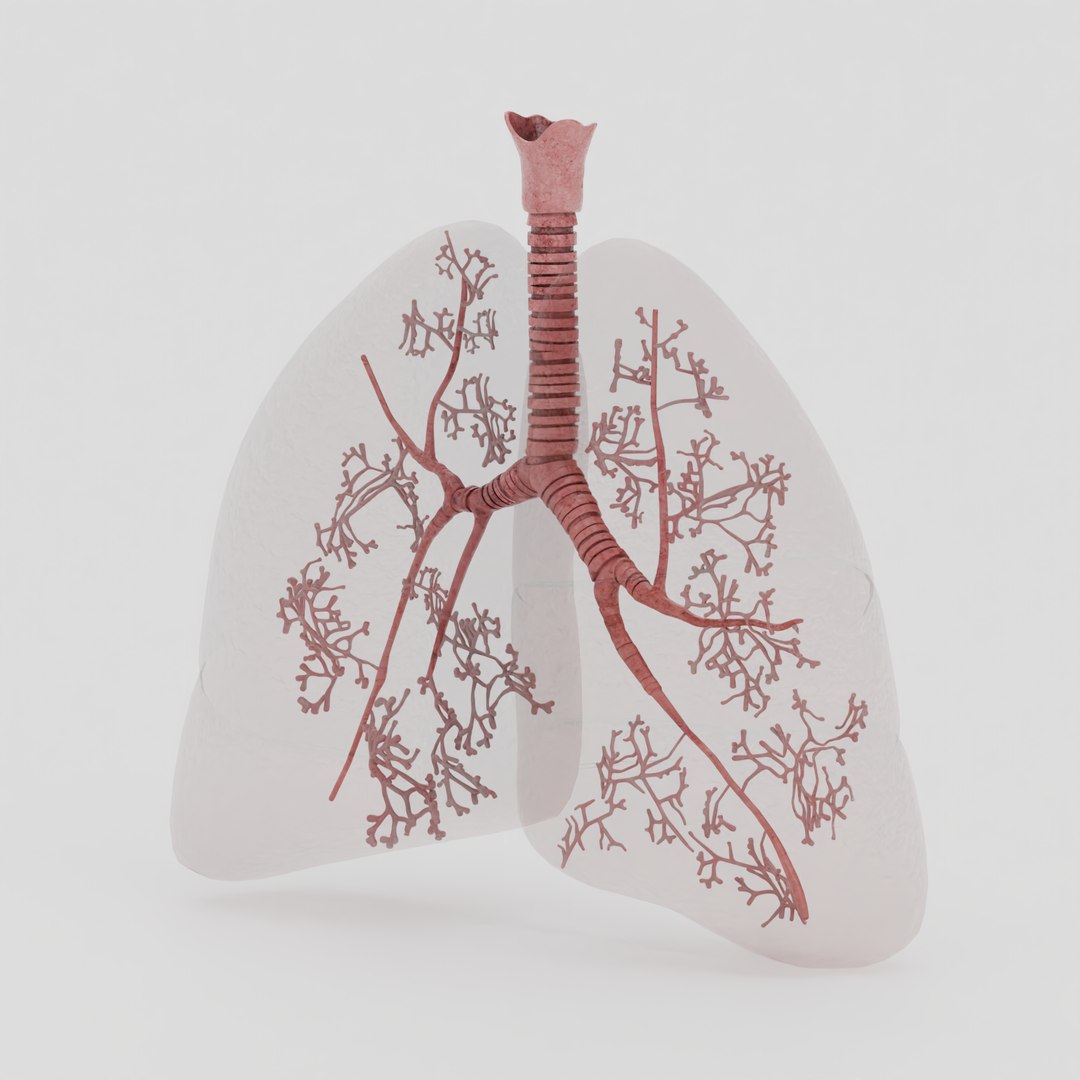 Lungs 3D model https://p.turbosquid.com/ts-thumb/0M/ZbzXWl/yj/6/png/1759670298/1920x1080/fit_q87/abdacb75cb42ca9d932b8e16f7334dda2aaa4d3b/6.jpg