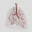 Lungs
