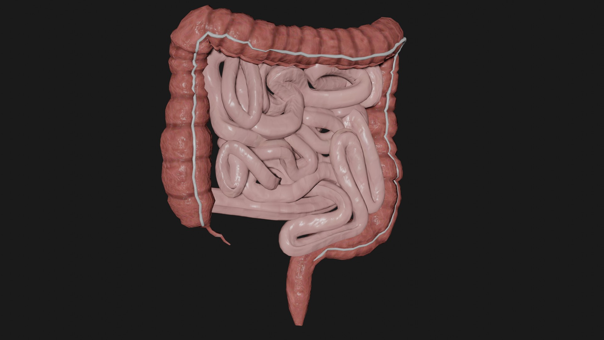 3D intestine science organ - TurboSquid 1673999