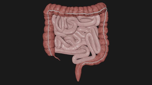 Modelo 3d Intestino - TurboSquid 1673999