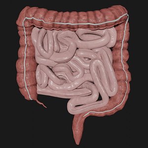 3D intestine science organ