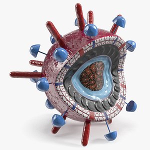 Influenza Virus Cross-Section Teaching Model Red 3D